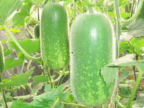 病人梦到吃苏瓜很甜,苏瓜之梦揭示健康密码