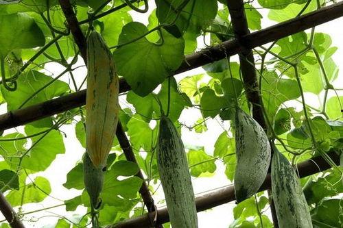 怀孕可以吃鼠瓜