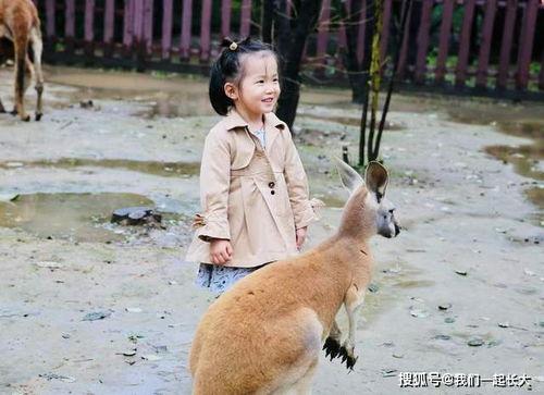 动物世界吃瓜播报,吃瓜播报，揭秘动物界的“美食江湖”