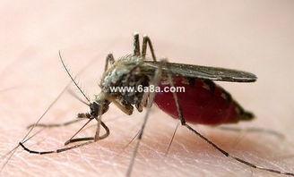 招蚊子的人吃瓜,招蚊子的人为何吃瓜？