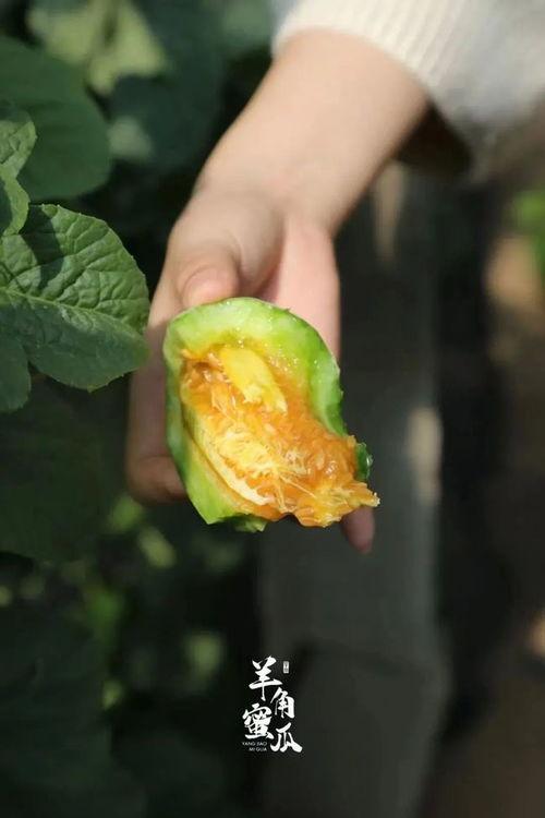 女人吃羊角瓜好吗,女性食用羊角瓜的益处与注意事项