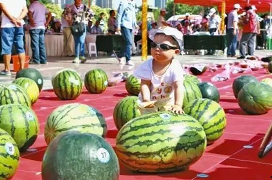 吃瓜大赛比什么,舌尖上的较量，品味生活百态”